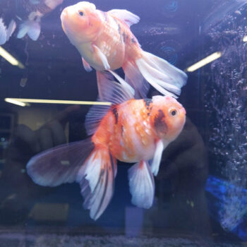 Carassius auratus-Rosetail Oranda Assorted 9-10 cm - Ψάρια Γλυκού
