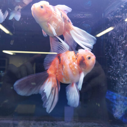 Carassius auratus-Rosetail Oranda Assorted 9-10 cm - Ψάρια Γλυκού