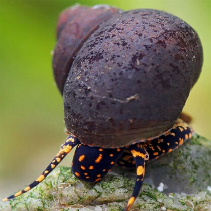 Notopala sp.-Papua Orange Spotted Snail 1cm - Ασπόνδυλα Γλυκού