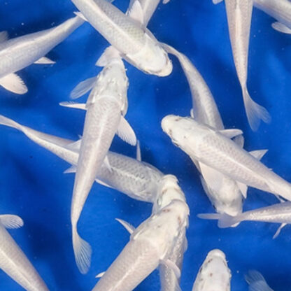 Cyprinus carpio – Platinum Koi 8-12cm - Ψάρια Γλυκού