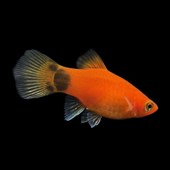 Xiphophorus maculatus -  Red Mickey Mouse Platy