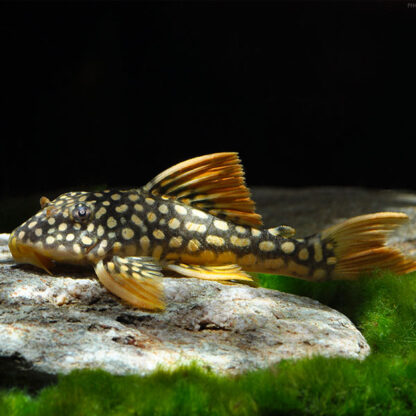 Scobinancistrus aureatus - Sunshine Pleco L014 7-10cm