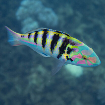 Thalassoma hardwicke - Sixbar wrasse M