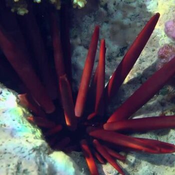 Heterocentrotus mammillatus – Slate pencil urchin - Ασπόνδυλα Θαλασσινού