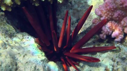 Heterocentrotus mammillatus – Slate pencil urchin - Ασπόνδυλα Θαλασσινού