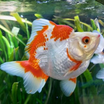 Carassius auratus - Ryukin Red and White 10-12cm