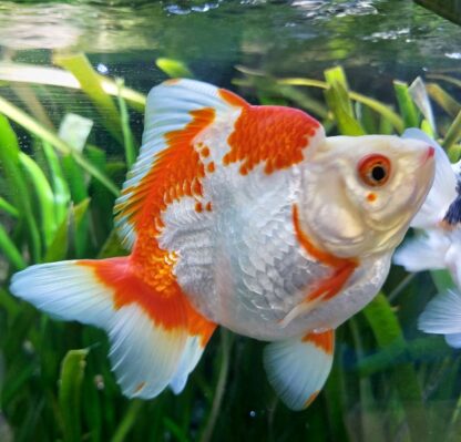 Carassius auratus - Ryukin Red and White 10-12cm
