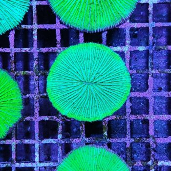 Fungia metallic green 5 (29773) - Μητρικές αποικίες