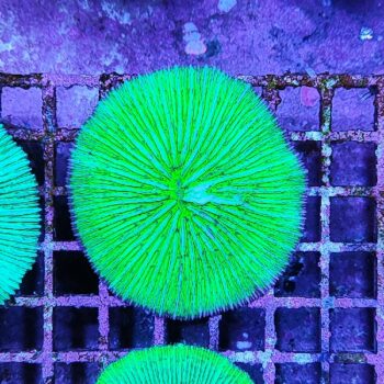 Fungia metallic green 6 (29773) - Μητρικές αποικίες