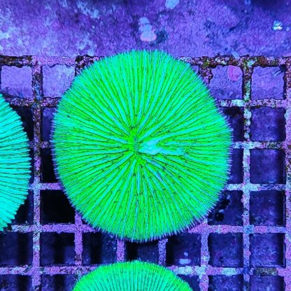 Fungia metallic green 6 (29773) - Μητρικές αποικίες