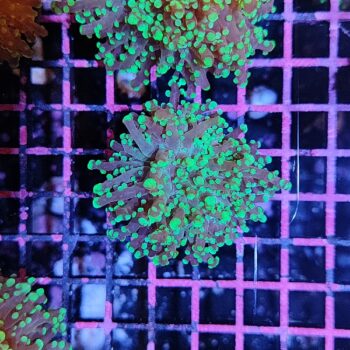 Euphyllia yaeyamensis B558 - Frags