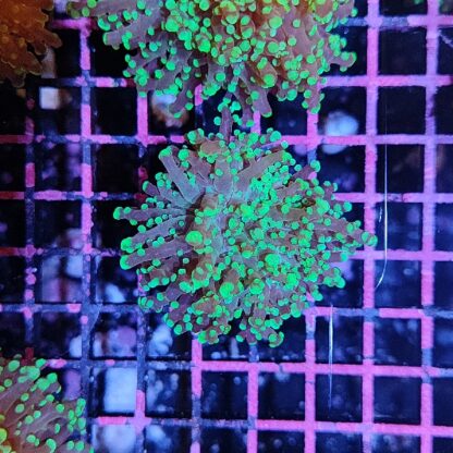 Euphyllia yaeyamensis B558 - Frags