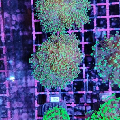 Euphyllia yaeyamensis A575 - Frags
