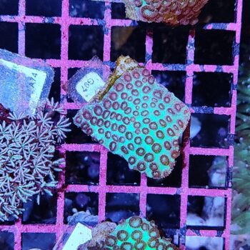 Cyphastrea G97 - Frags