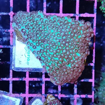 Cyphastrea A1 - Frags