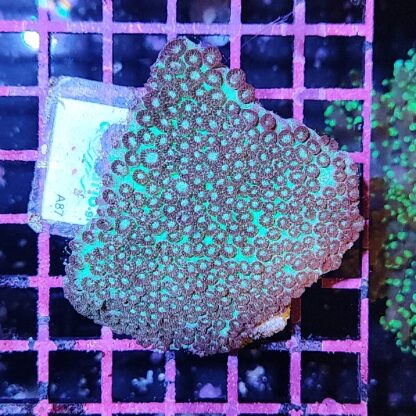 Cyphastrea A87 - Frags