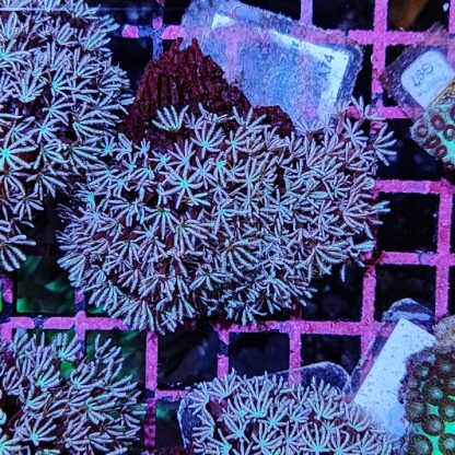 Tubipora musica A74 - Frags