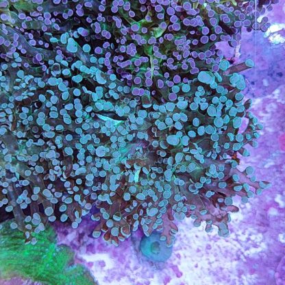 Euphyllia paradivisa G29 - Frags