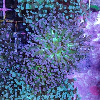 Euphyllia paradivisa G100 - Frags