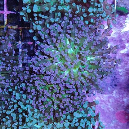 Euphyllia paradivisa G100 - Frags
