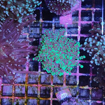 Euphyllia yaeyamensis E53 - Frags