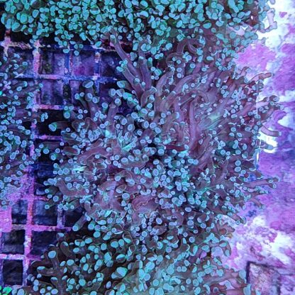 Euphyllia paradivisa E73 - Frags