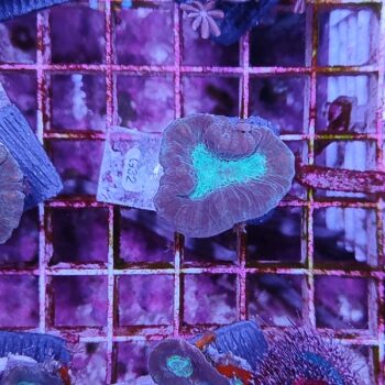 Caulastrea G32 - Frags