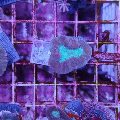 Caulastrea G32 - Frags