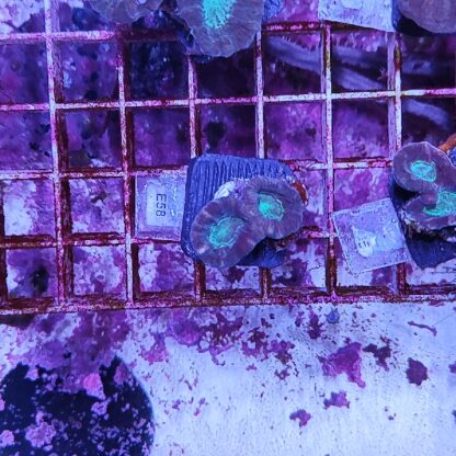 Caulastrea E58 - Frags