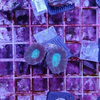 Caulastrea C85 - Frags