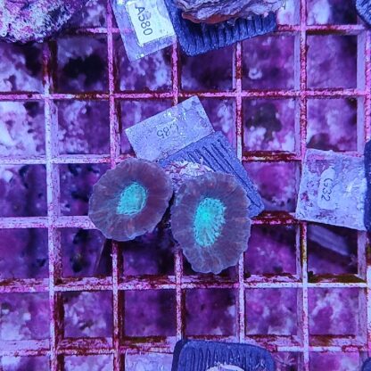 Caulastrea C85 - Frags