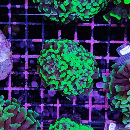 Euphyllia paraancora D7 - Frags