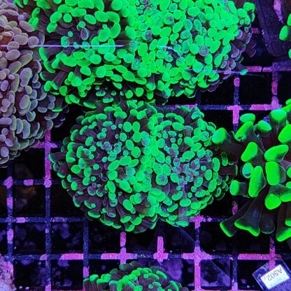 Euphyllia paraancora E68 - Frags