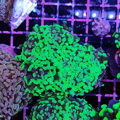 Euphyllia paraancora E78 - Frags