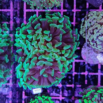 Euphyllia paraancora G19 - Frags