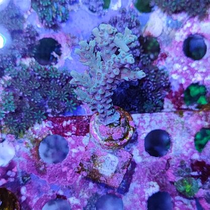 Acropora G31 - Frags