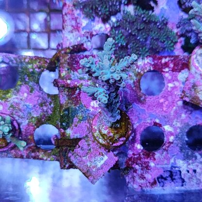 Acropora F56 - Frags