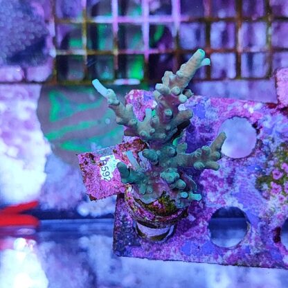 Acropora B592 - Frags
