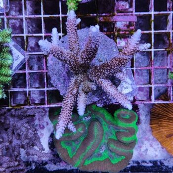 Acropora A5 (41184) - Μητρικές αποικίες