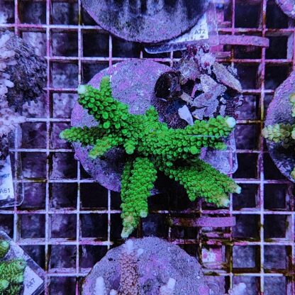 Acropora A81 (41184) - Μητρικές αποικίες
