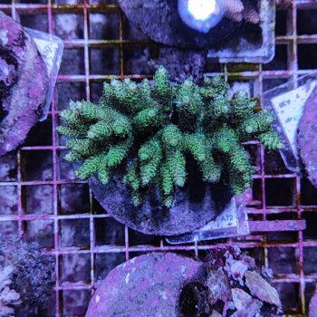 Acropora A47 (41184) - Μητρικές αποικίες