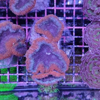Lobophyllia G53 (41181) - Μητρικές αποικίες