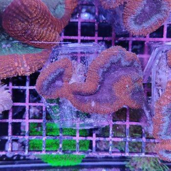 Lobophyllia D18 - Frags