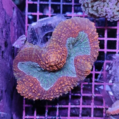Lobophyllia A515 (37815) - Μητρικές αποικίες