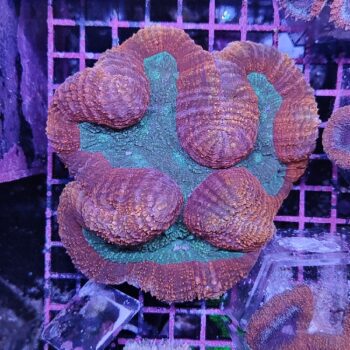 Lobophyllia A97 (37936) - Μητρικές αποικίες