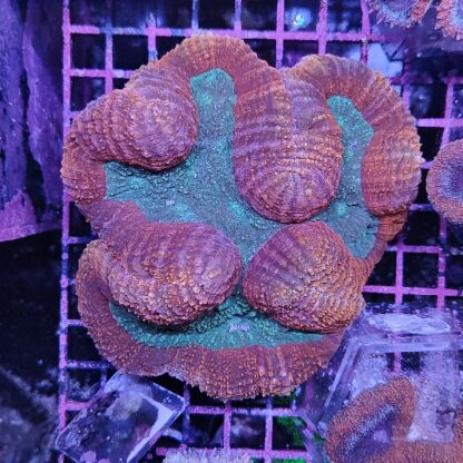 Lobophyllia A97 (37936) - Μητρικές αποικίες