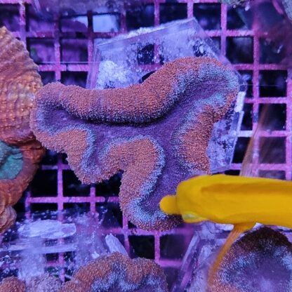 Lobophyllia F54 - Frags
