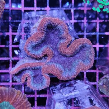 Lobophyllia F37 - Frags