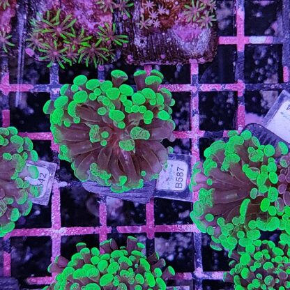 Euphyllia paraancora B587 - Frags