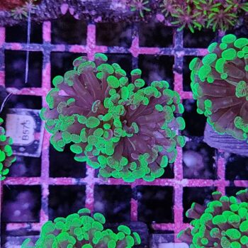 Euphyllia paraancora B542 - Frags